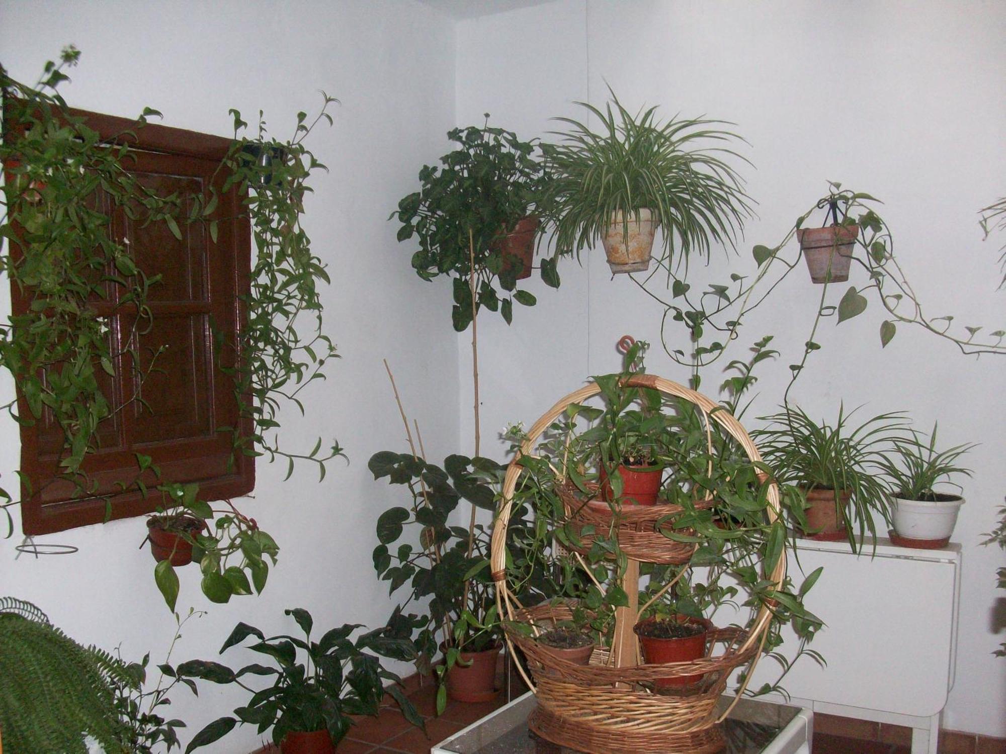 Hostal Moraima Capileira Kültér fotó